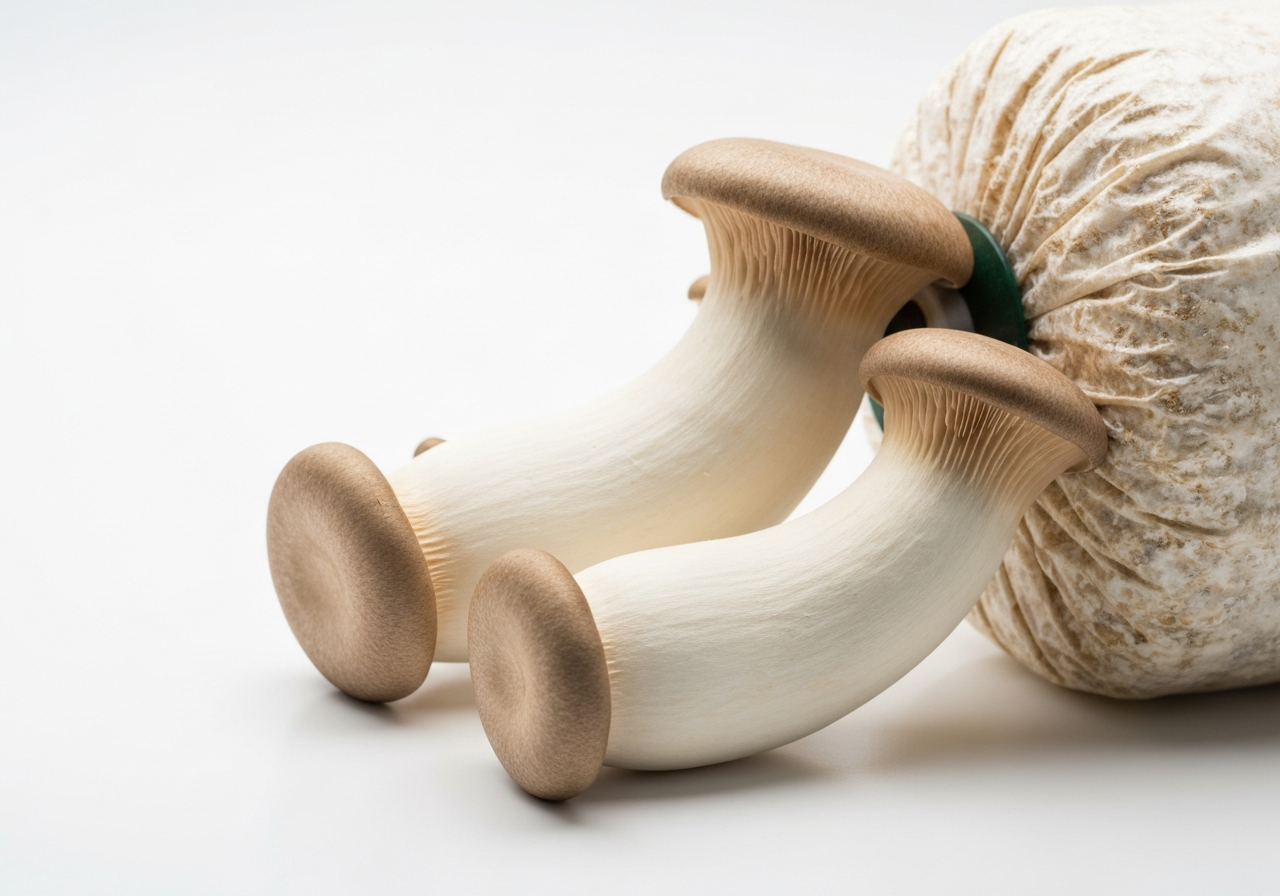 King Oyster Indoor Kit